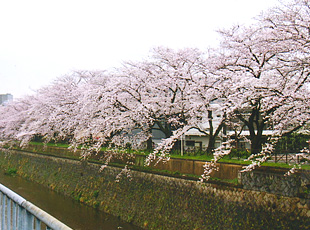 表の桜並木