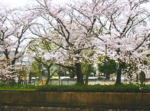 表の桜並木